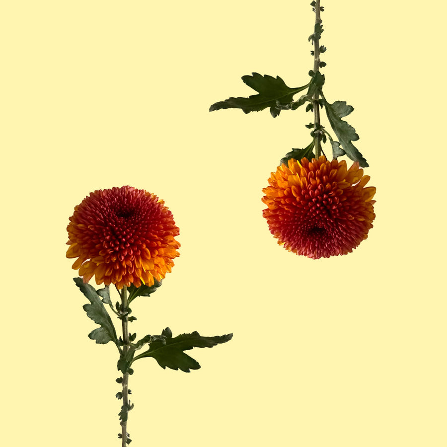 Disbud Ball Mochi Yellow