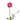 Elegance Pink Ranunculus
