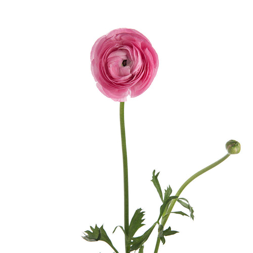 Elegance Pink Ranunculus