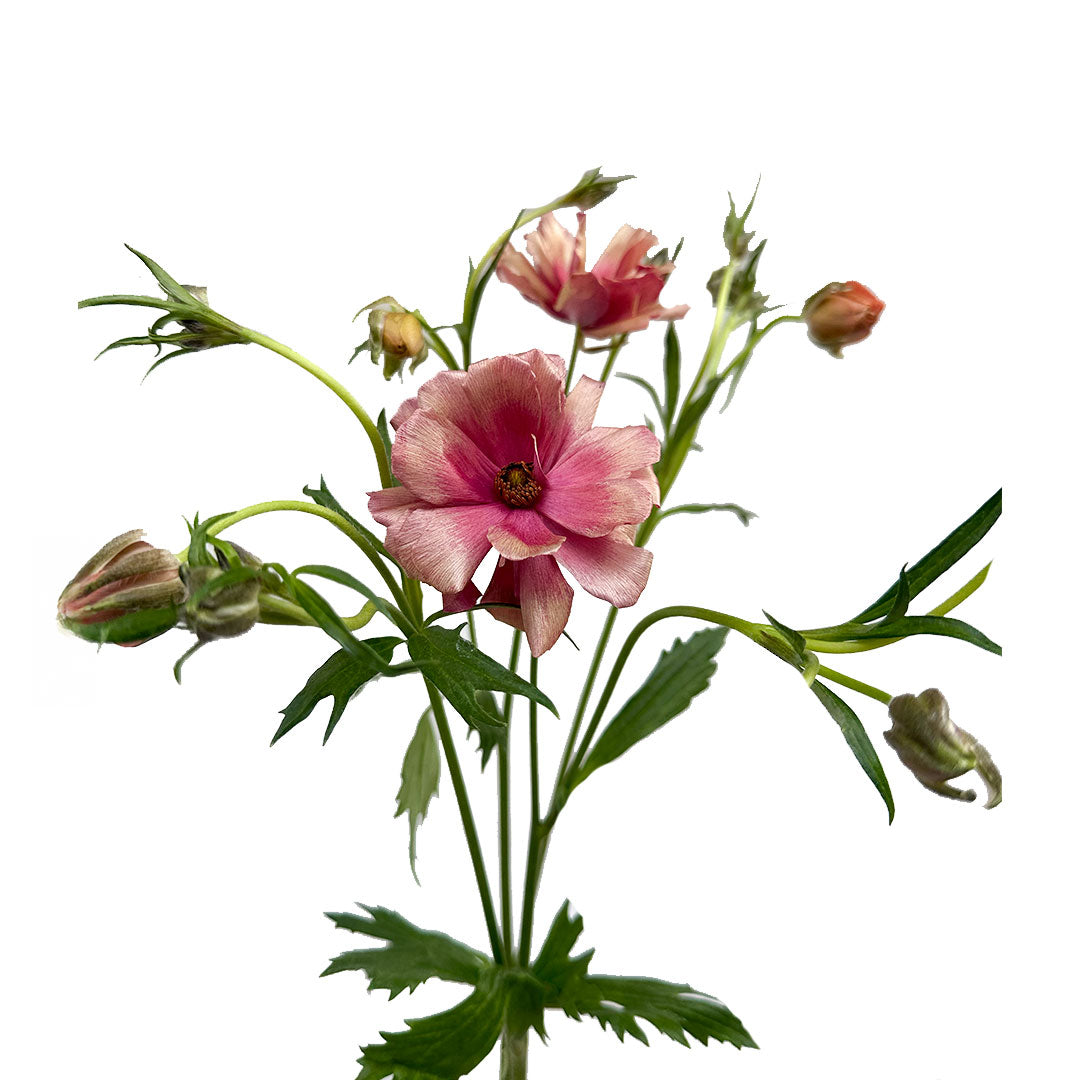 Maderna Ranunculus Ranunculus Butterfly Moderna Energia | Sami Sacha Flowers