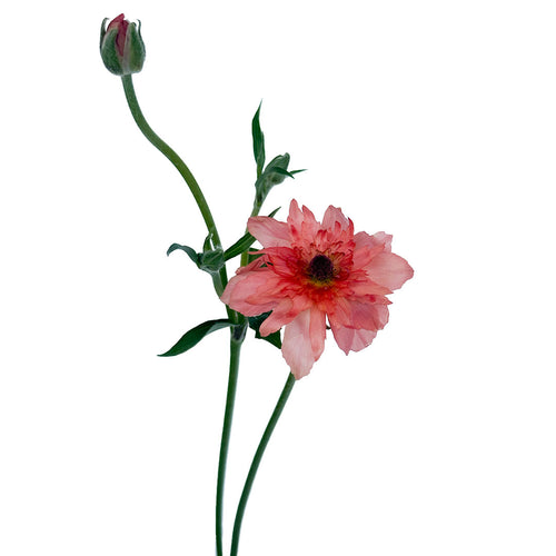 Ranunculus Butterfly Moderna Fire