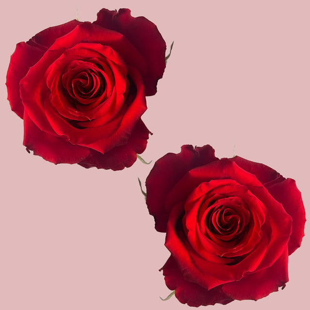 Born Free Rose | Sami Sacha Flowers
