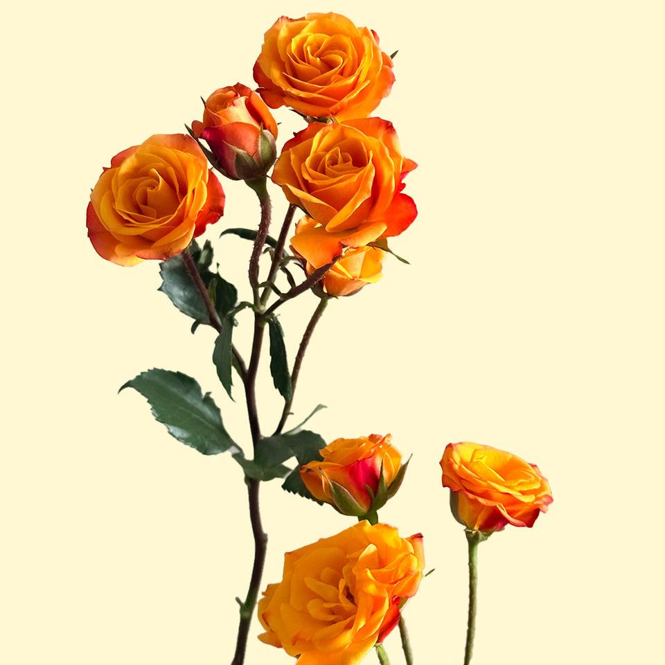 Rose Mambo Mambo Spray Rose | Sami Sacha Flowers