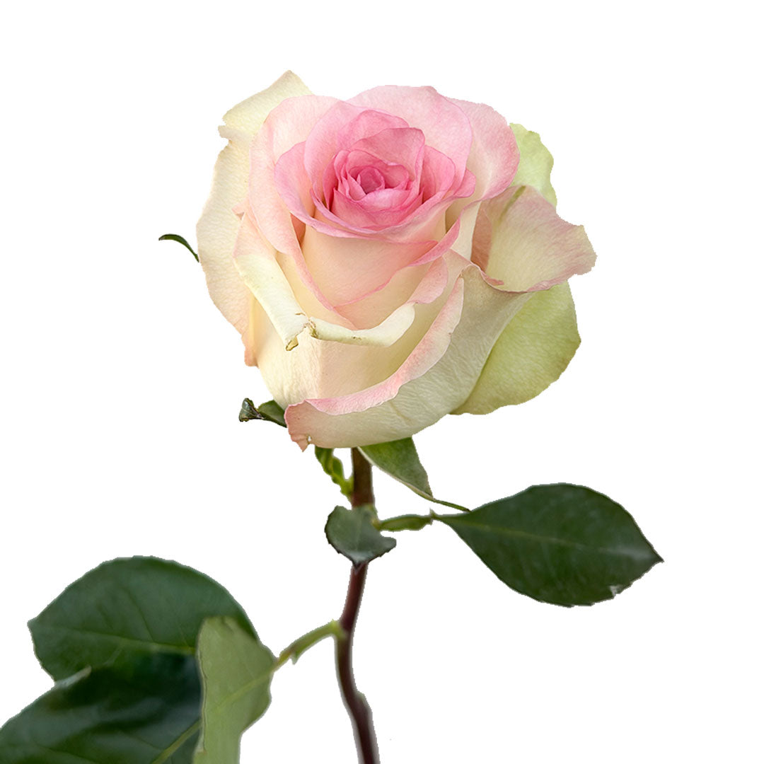 Swan Rose | Sami Sacha Flowers