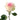 Swan Rose