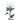 Paloma Spider Mums