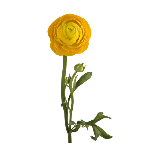 Elegance Yellow Ranunculus