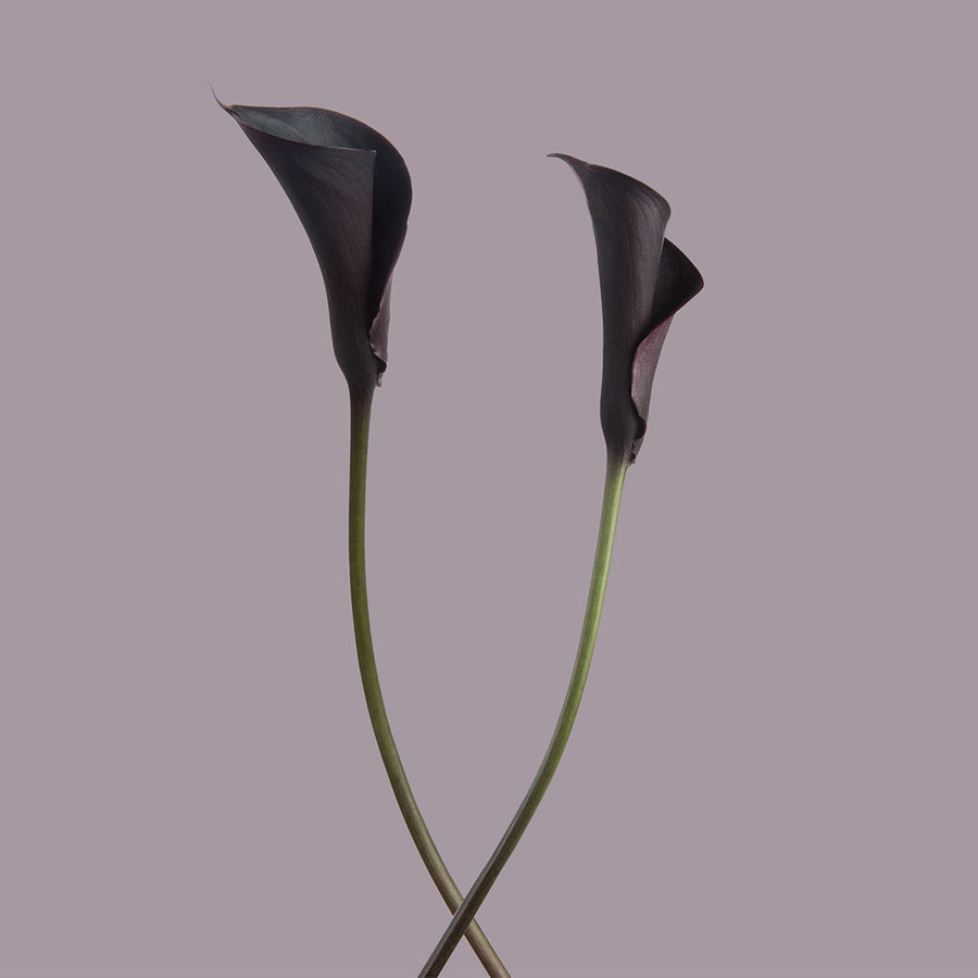 Black Forest Mini Callas