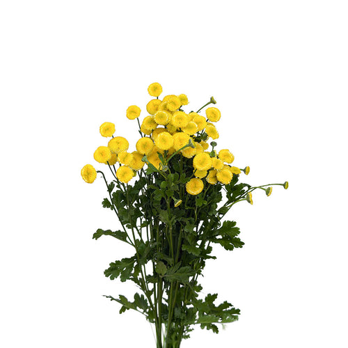 Feverfew Daisy Matricaria Snowball Yellow