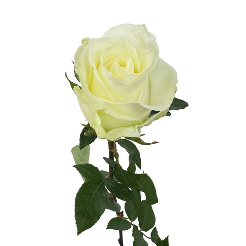 Mojito Rose