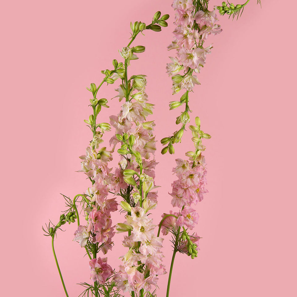 Larkspur Pink | Sami Sacha Flowers