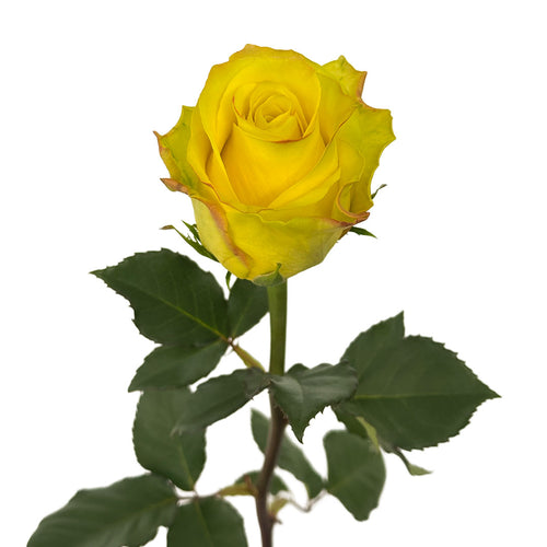 Cancun Rose