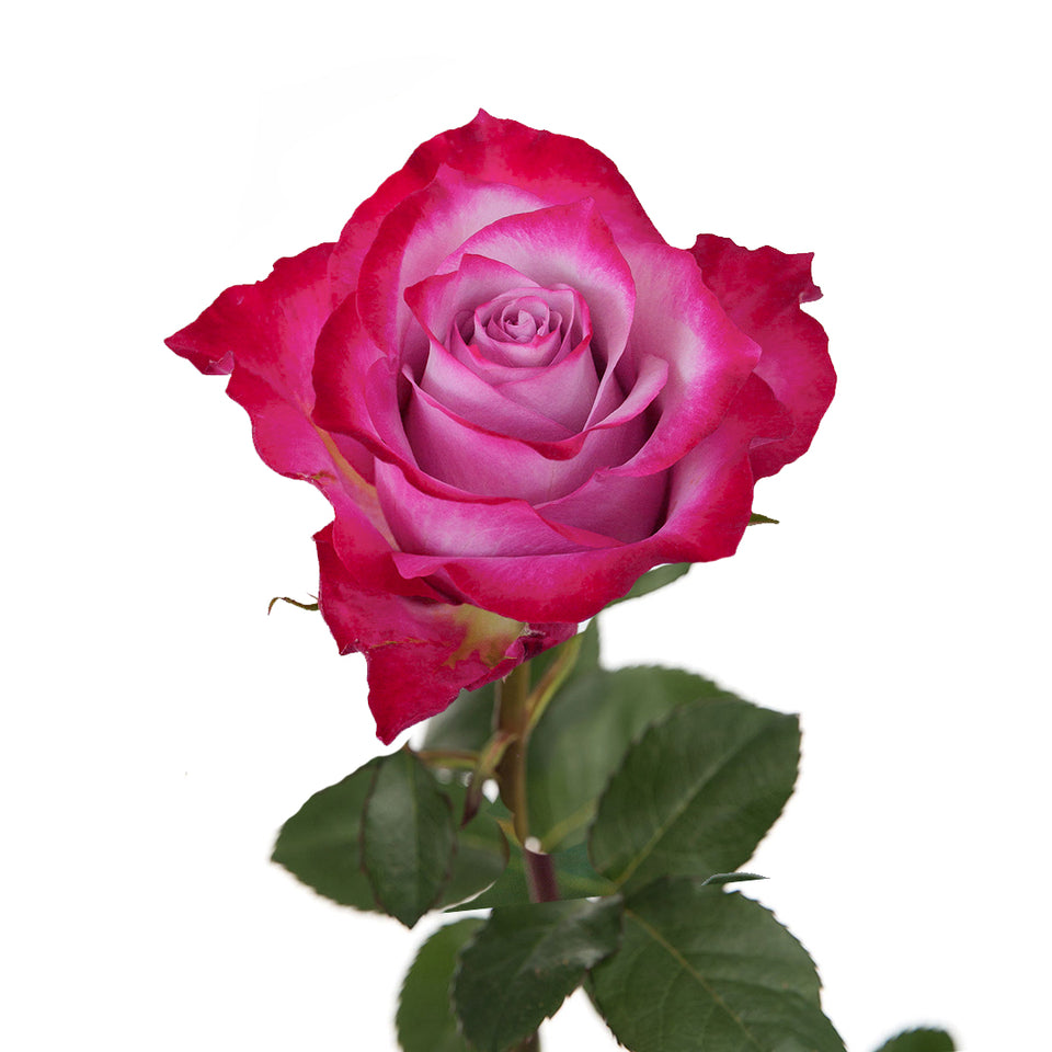 Deep Purple Rose | Sami Sacha Flowers