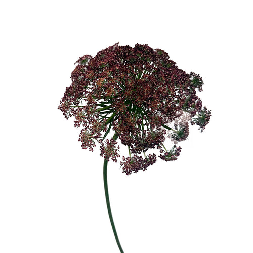 Queen Anne's Lace Red