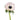 Blush Anemones