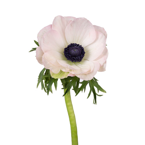 Blush Anemones