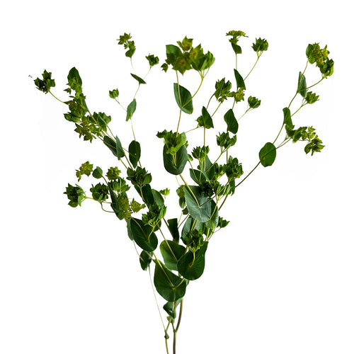 Bupleurum
