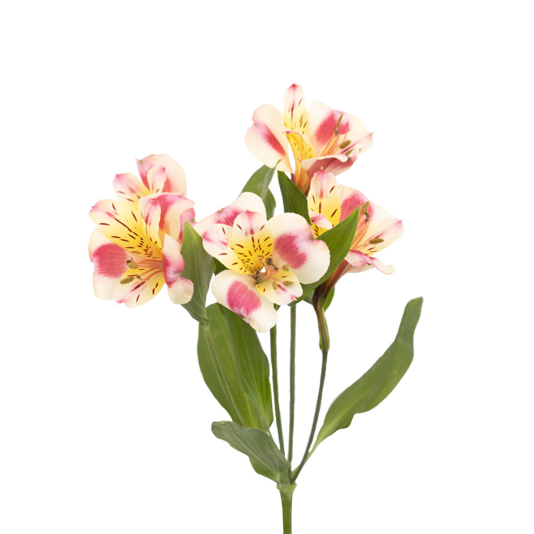 Alstroemeria Sylvan | Sami Sacha Flowers