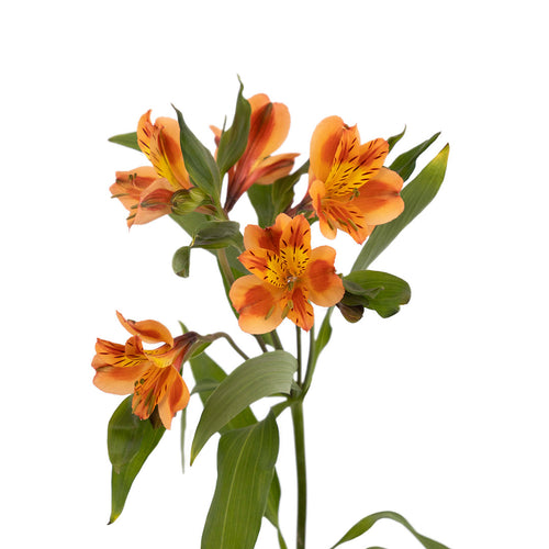 Orange Queen Alstroemeria