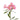 Alstroemeria Tourmaline Pink