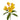 Alstroemeria Senna Yellow