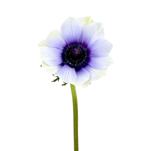 Mistral Tiger Anemone