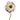 Edge Light Pink Anemones