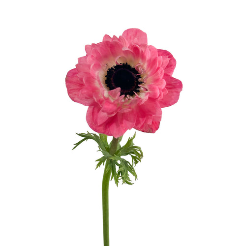 Levante Pink Anemones