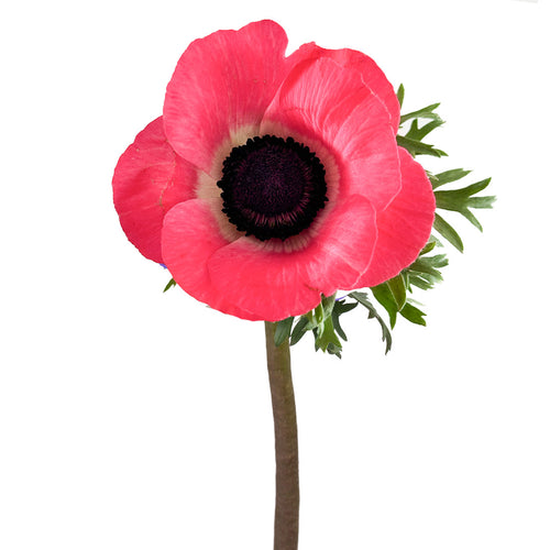 Pinkie Anemones