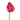 Anthurium Hot Pink
