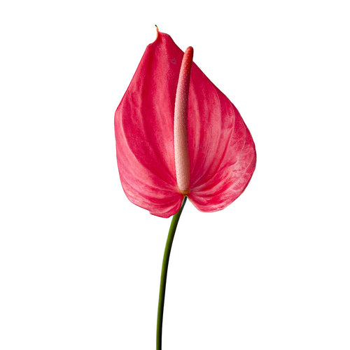Anthurium Hot Pink