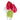 Anthurium Assorted