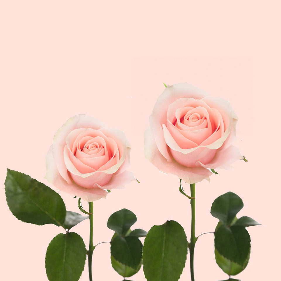 Believe in Pink Rose | Sami Sacha Flowers