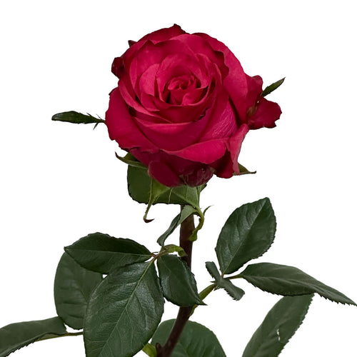 Brave in Dark Garden Rose