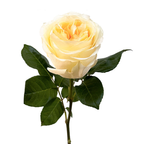 Buttercup Garden Rose