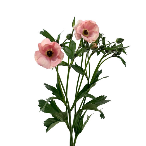 Ranunculus Butterfly Moderna Natura Careza