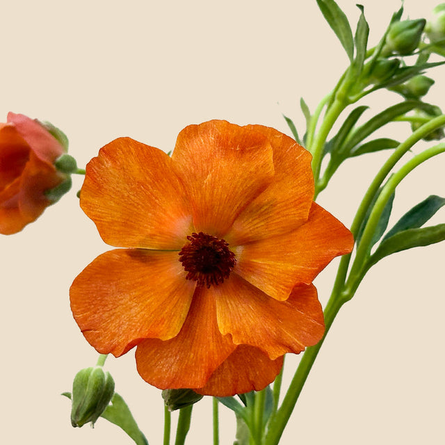 Ranunculus Butterfly Minoan | Sami Sacha Flowers