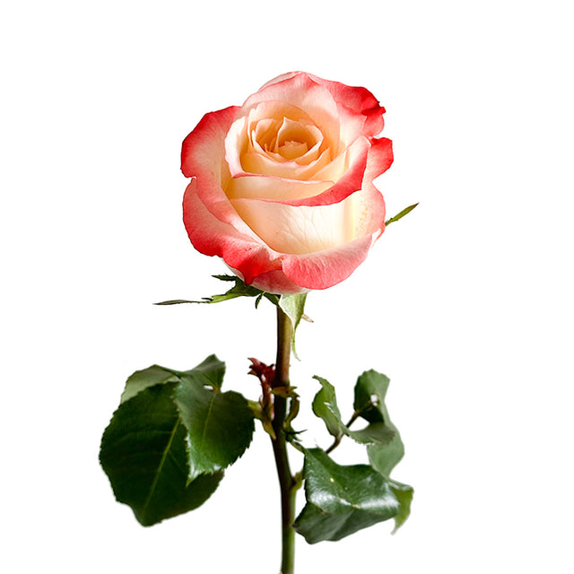 Cabaret Rose | Sami Sacha Flowers