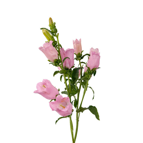 Campanula Pink