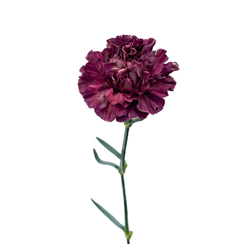 Chrome Thrill Burgundy Carnation