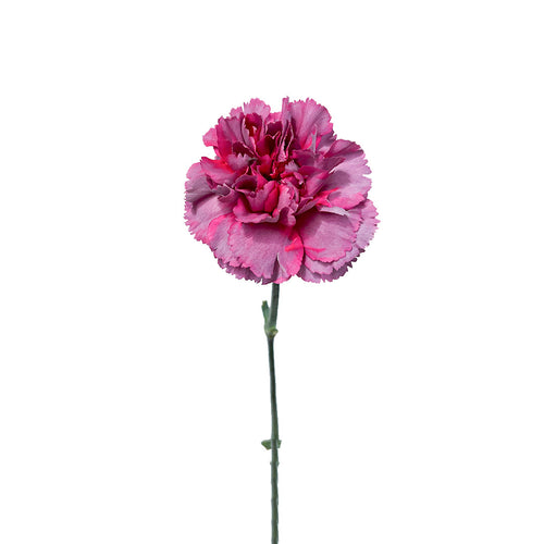 Hypnosis Purple Carnation