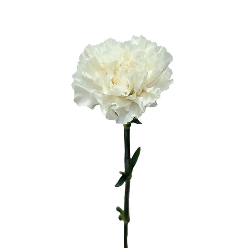 Diamante Carnation