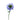 Caucasian Deep Blue Scabiosa