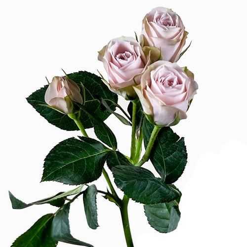 Charming Irishka Spray Rose