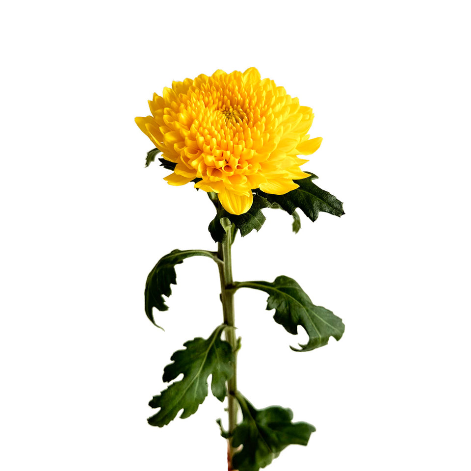 Cremon Yellow | Sami Sacha Flowers