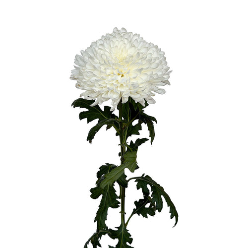 Zembla White Cremon
