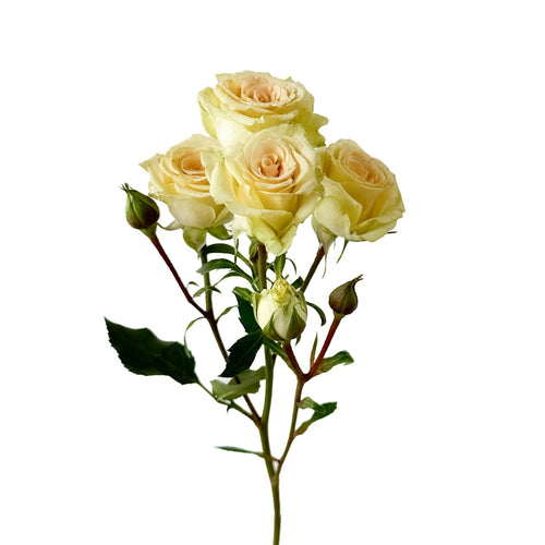 Creta Spray Rose
