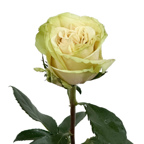 Cute Enigma Garden Rose