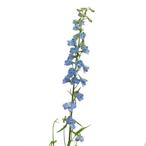 Delphinium Sky Waltz