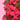 Dianthus Sweet Williams